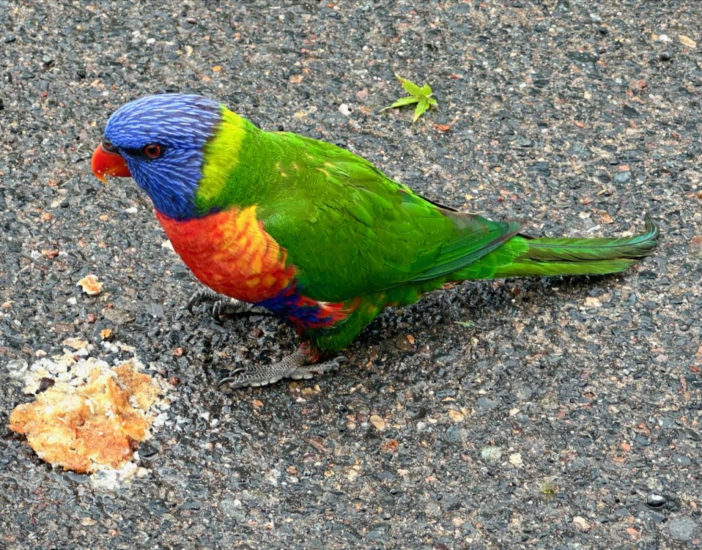 Australian bird