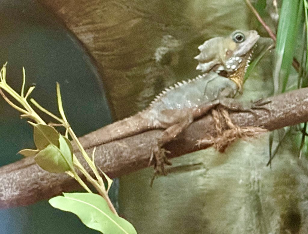 Australian lizard at Lone Pine Koala Sanctuary, Brisbane, Australia