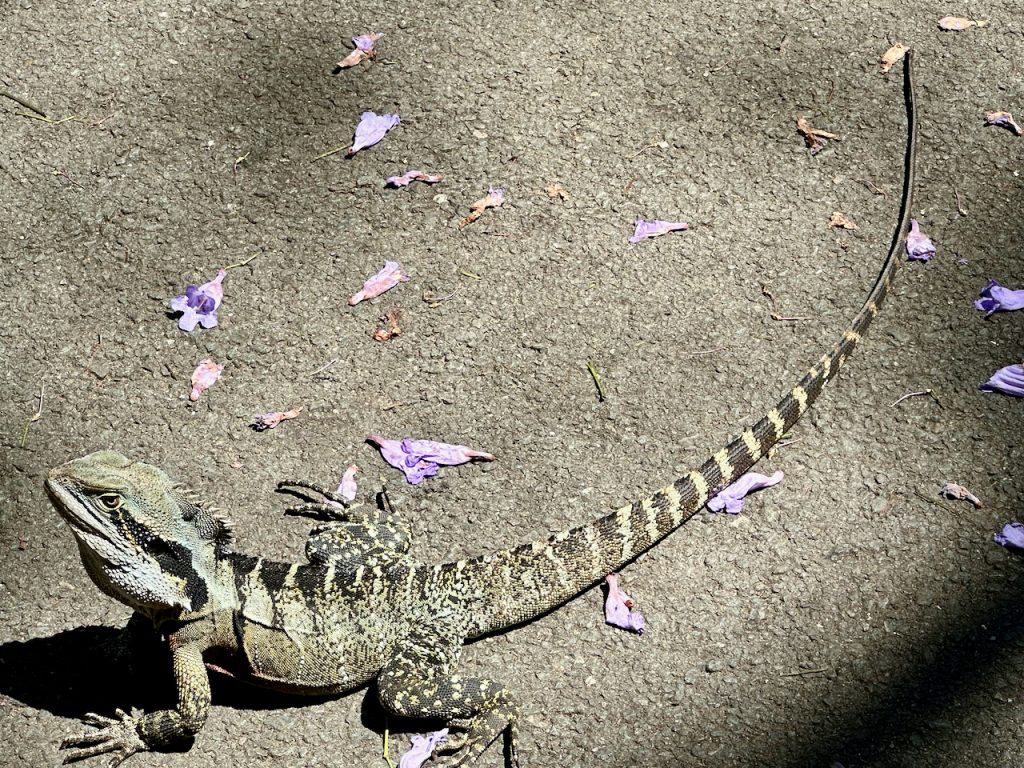 Australian lizard at Lone Pine Koala Sanctuary, Brisbane, Australia