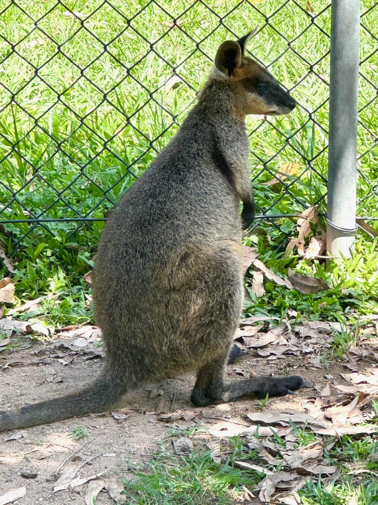 Australian wallaby at Lone Pine Koala Sanctuary, Brisbane, Australia