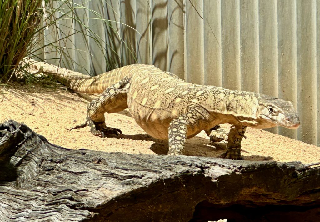 Australia's Perentie Lizard at Lone Pine Koala Sanctuary, Brisbane, Australia