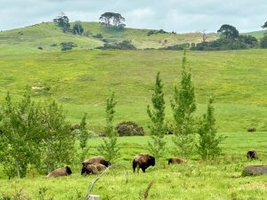 Bison on drive to Coromandel, New Zealand
