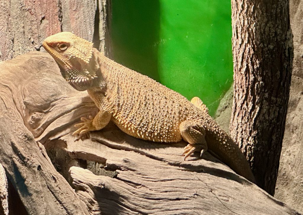 Boyd's Fore Dragon at Lone Pine Koala Sanctuary, Brisbane, Australia