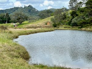 By William MangaKahia Lagoon Reserve, Coromandel, New Zealand