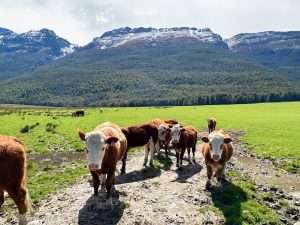 Cows near Paradise, near Glenorchy, near Queenstown, South Island New Zealand