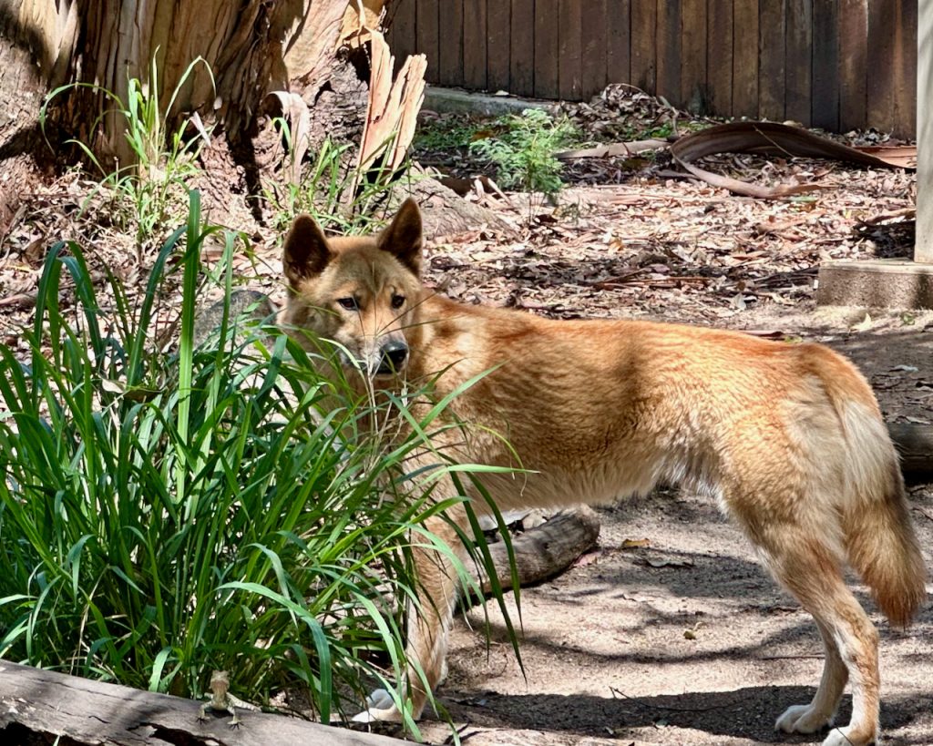 Dingo at Lone Pine Koala Sanctuary, Brisbane, Australia