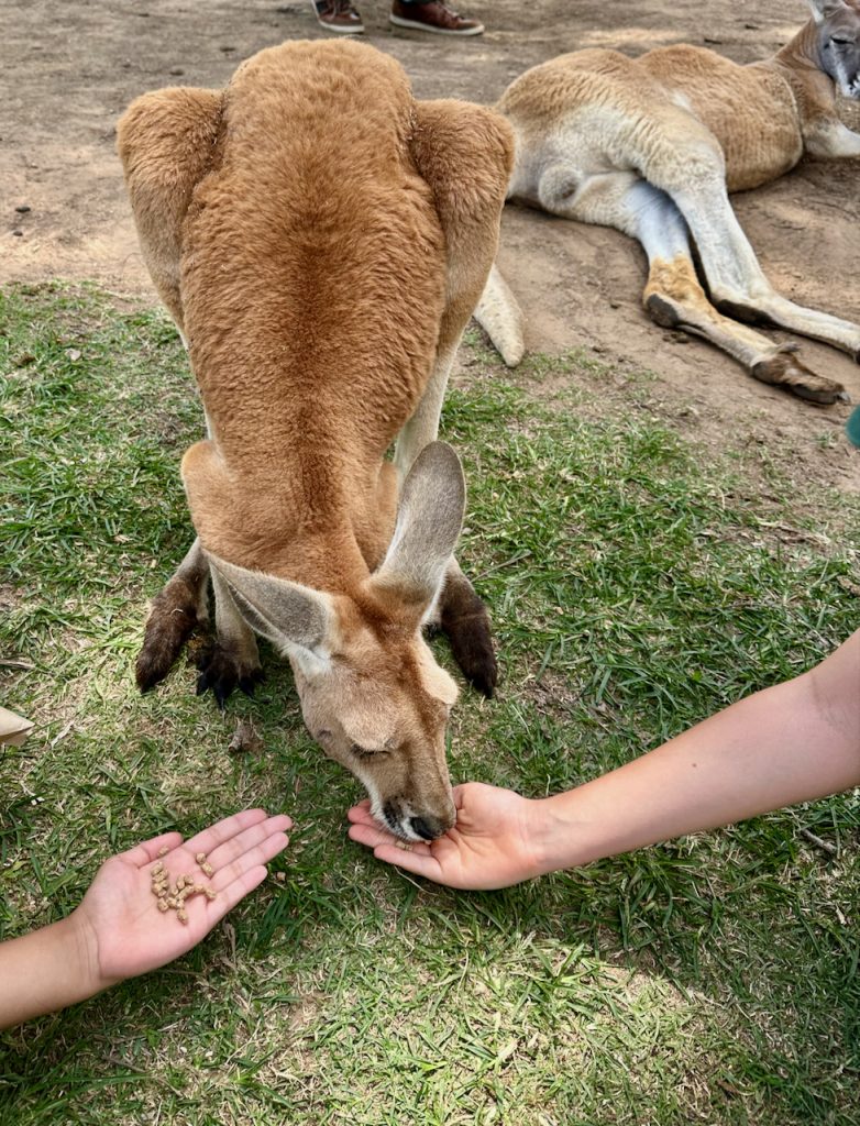 Feeding kangaroos at Lone Pine Koala Sanctuary, Brisbane, Australia