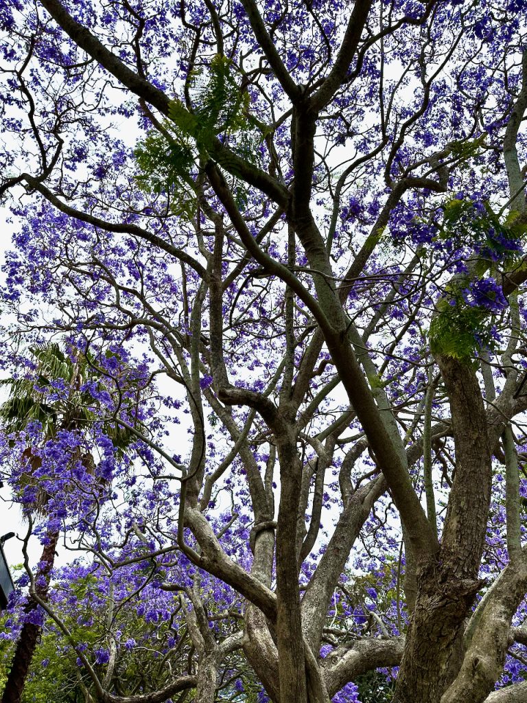 Jacaranda Trees, Sydney, NSW, Australia