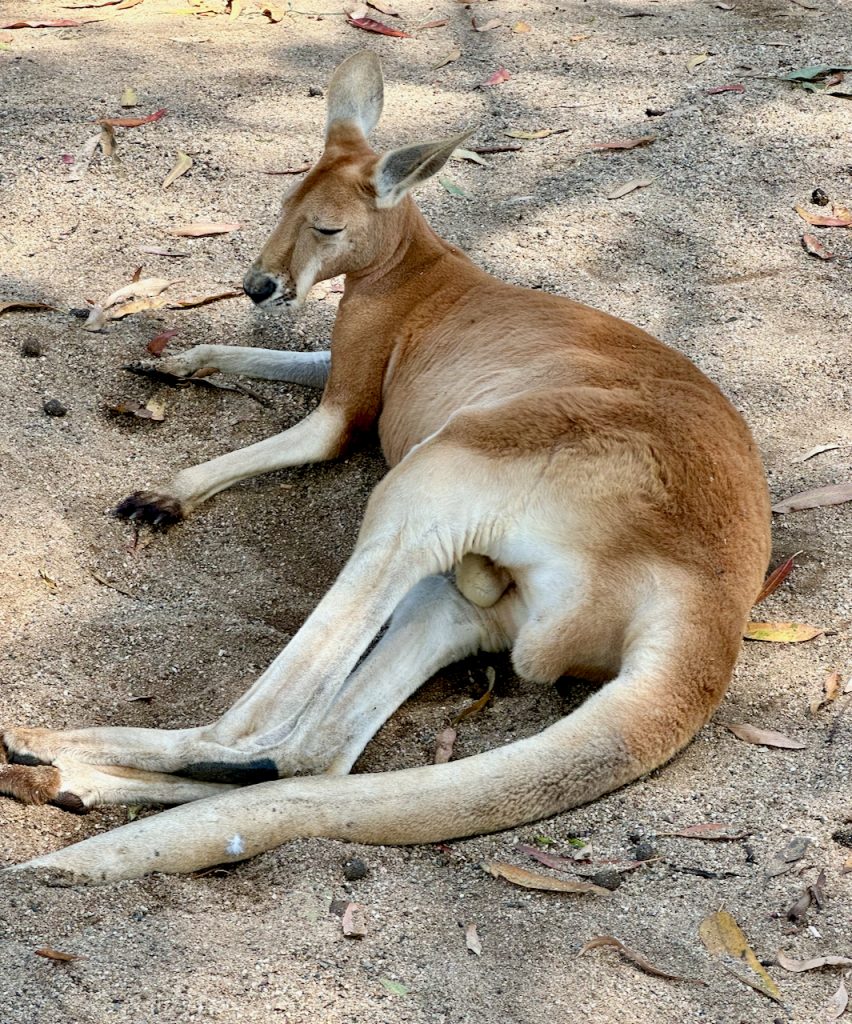 Kangaroo at Lone Pine Koala Sanctuary, Brisbane, Australia