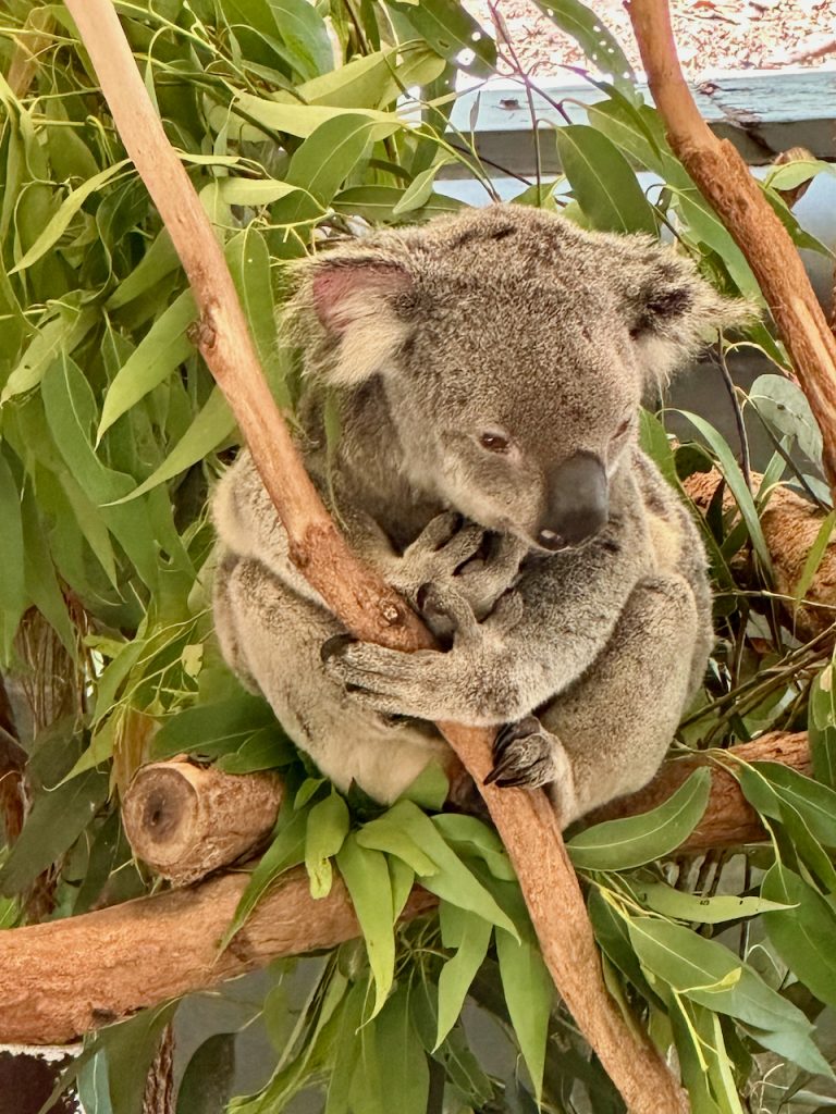 Koala arms round a tree branch at Lone Pine Koala Sanctuary, Brisbane, Australia