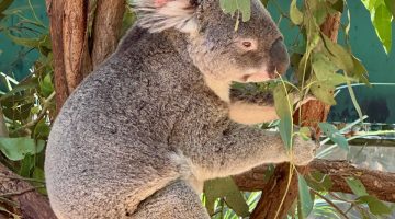 Koala clutching a tree branch at Lone Pine Koala Sanctuary, Brisbane, Australia