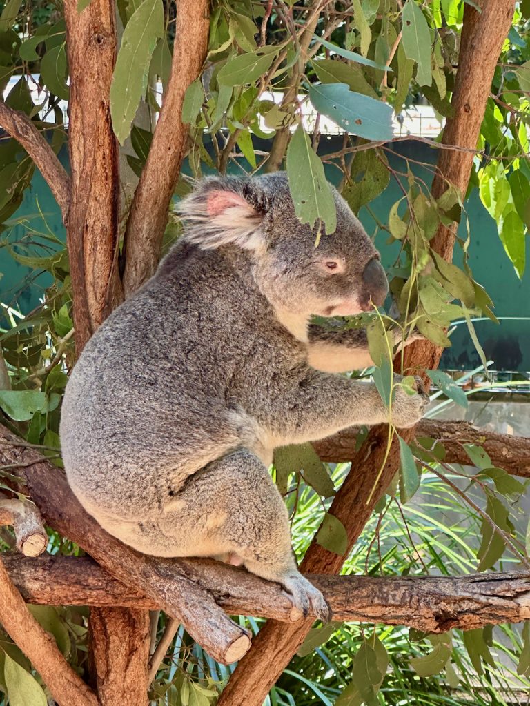 Koala clutching a tree branch at Lone Pine Koala Sanctuary, Brisbane, Australia