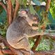 Koala clutching a tree branch at Lone Pine Koala Sanctuary, Brisbane, Australia