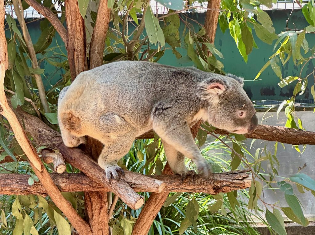 Koala walking a branch at Lone Pine Koala Sanctuary, Brisbane, Australia