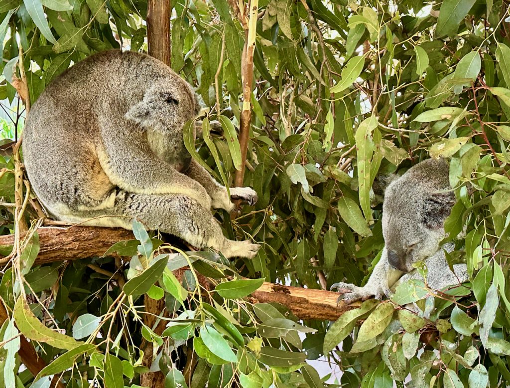 Koalas sleeping at Lone Pine Koala Sanctuary, Brisbane, Australia