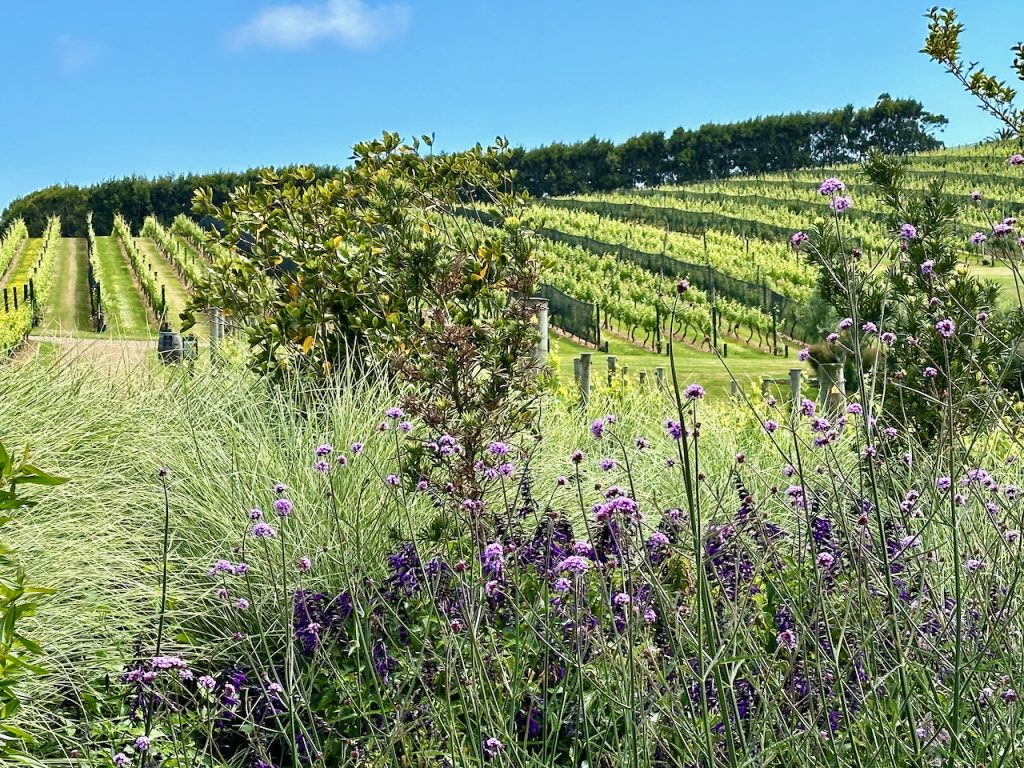 Lavender and vines at Tantalus Winery, Waiheke Island, Auckland,