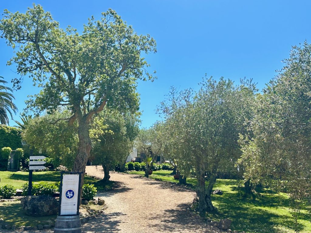 Olive Trees at Stonyridge Vineyard, Waiheke Island, Auckland, New Zealand