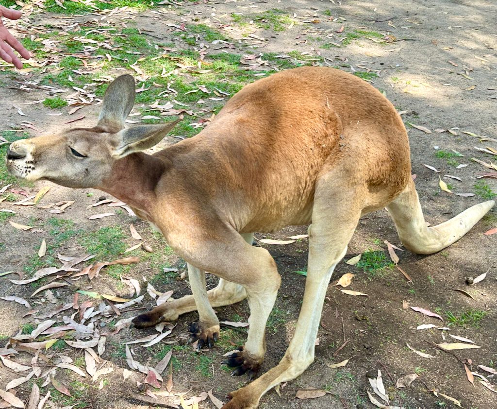 Kangeroo at Lone Pine Koala Sanctuary, Brisbane, Australia