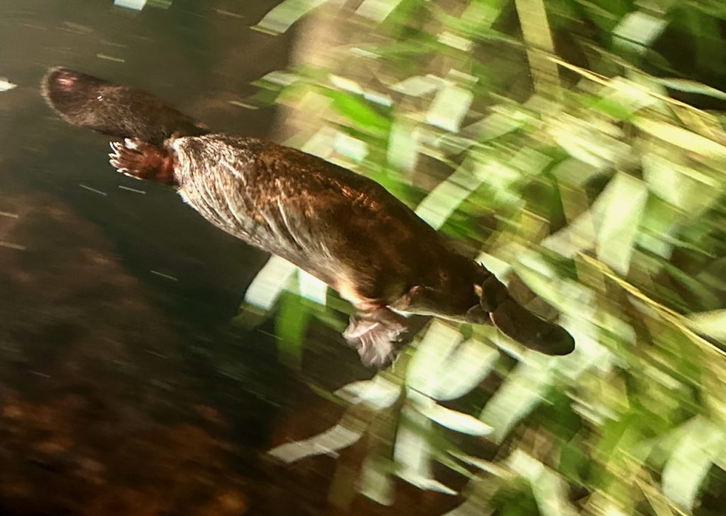 Platypuse at Lone Pine Koala Sanctuary, Brisbane, Australia