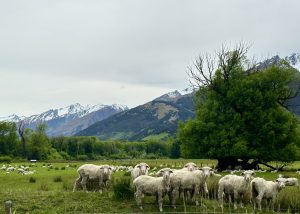 Sheep on Road to Paradise from Glenorchy, near Queenstown, South Island New Zealand
