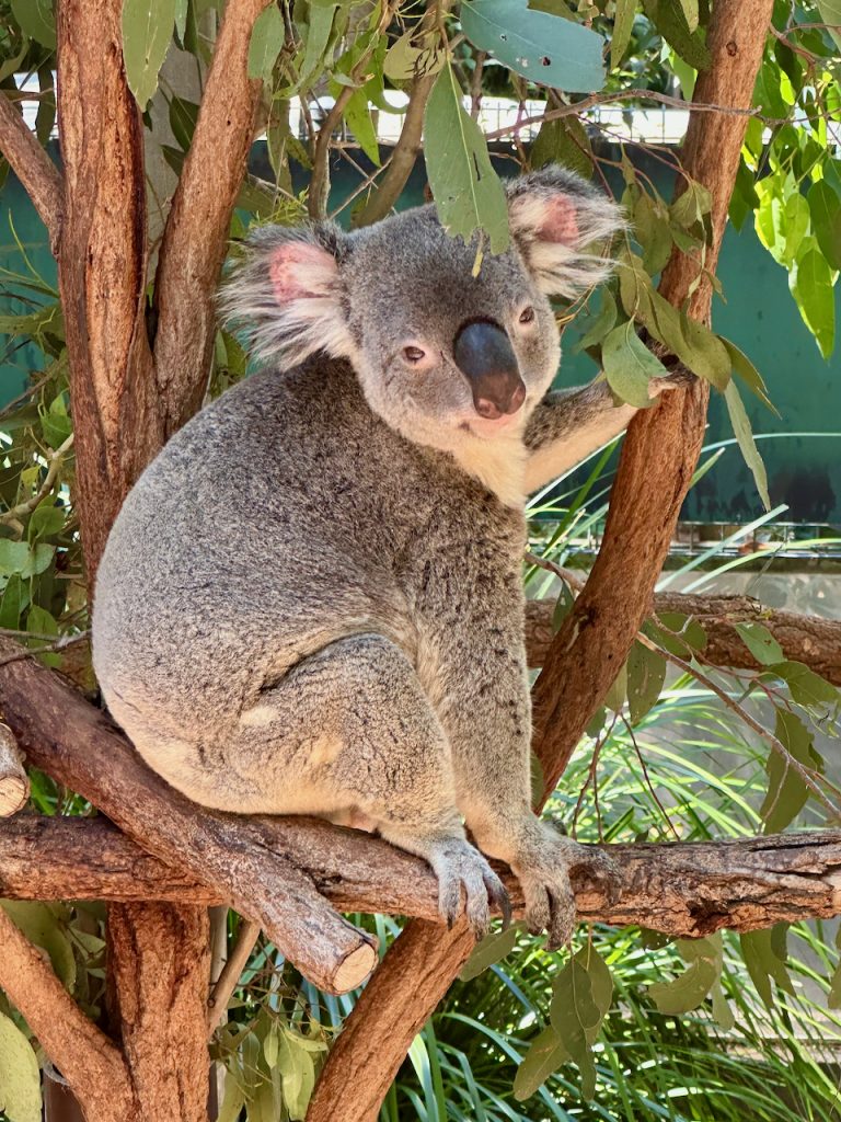 Smiling Koala at Lone Pine Koala Sanctuary, Brisbane, Australia