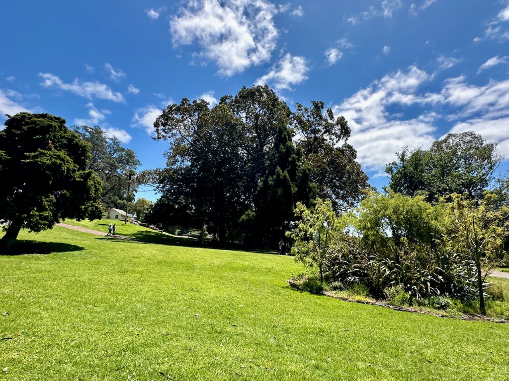 Trees In Cornwall Park, Auckland, New Zealand