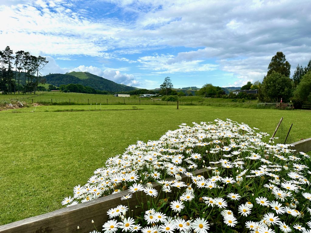 Garden in Pōkeno South of Auckland, New Zealand