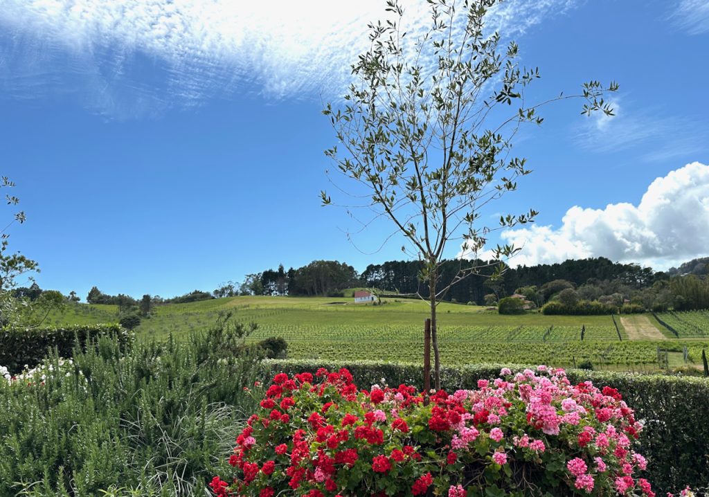 Vineyards on Waiheke Island, Auckland, New Zealand