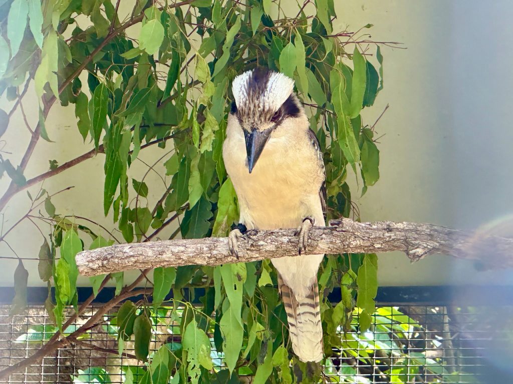 Kookaburra at Lone Pine Koala Sanctuary, Brisbane, Australia