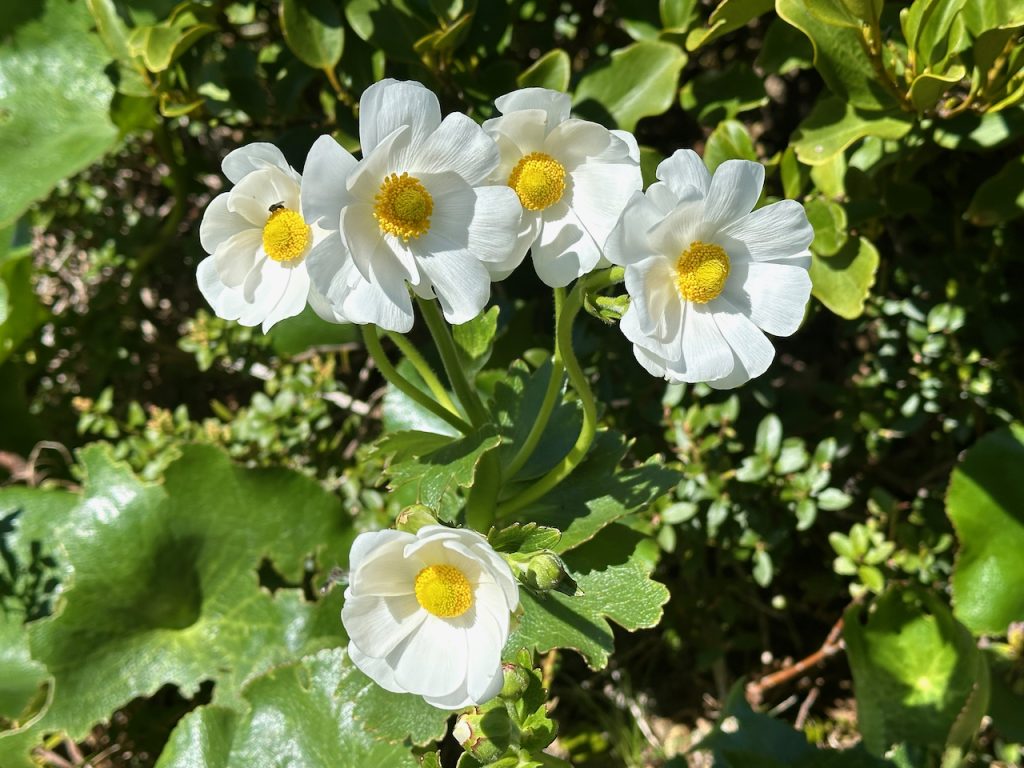 Flowers on On Hooker Trail, Aoraki / Mount Cook, South Island, New Zealand