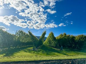 Fruit trees at a Cromwell Orchard in Southern New Zealand
