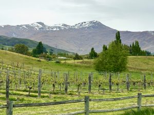 Gibbston Valley Vineyards