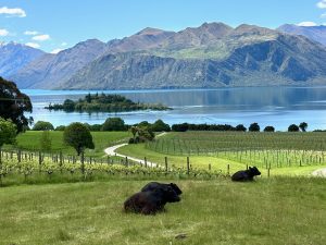 Lake Wanaka, Wanaka, South Island, New Zealand