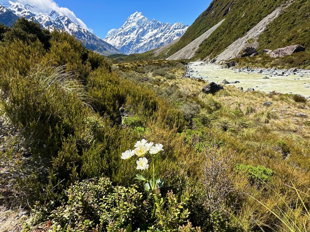 The flora on On Hooker Trail, Aoraki / Mount Cook, South Island, New Zealand