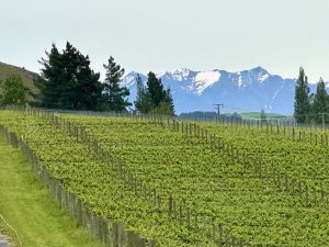 Vines of Chard Winery, South New Zealand