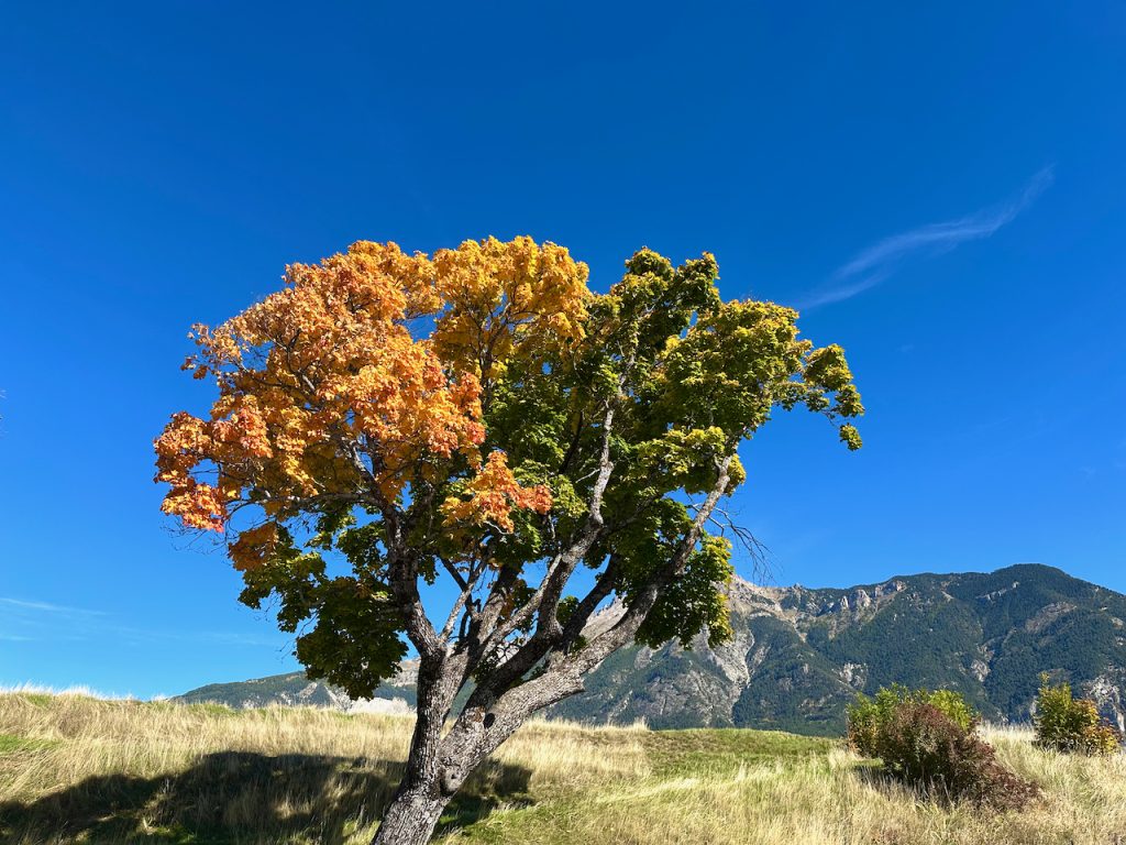 Tree in autumn at Mont-Dauphin, les Hautes-Alpes, Provence, France