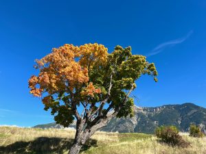 Tree in autumn at Mont-Dauphin, les Hautes-Alpes, Provence, France