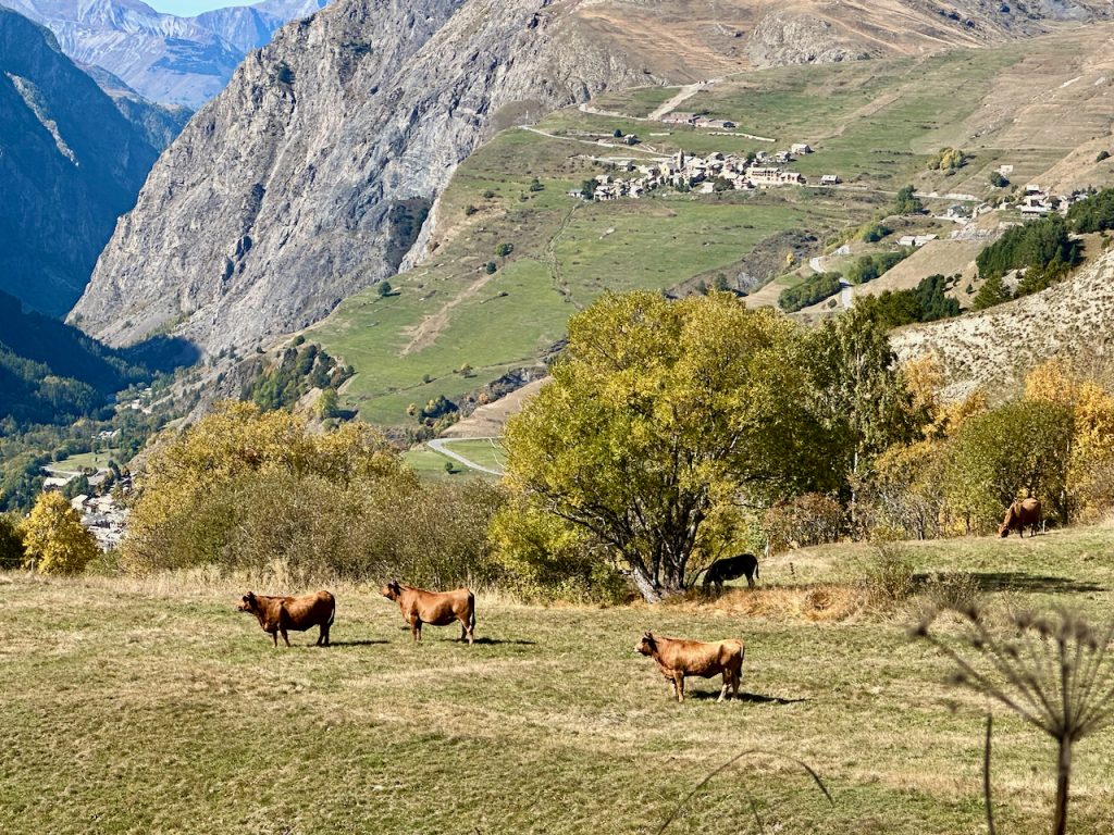 Cattle grazing by Lac du Pontet, Les Hautes-Alpes, Provence, France