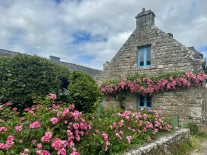 Roses in Locronan, Brittany, France